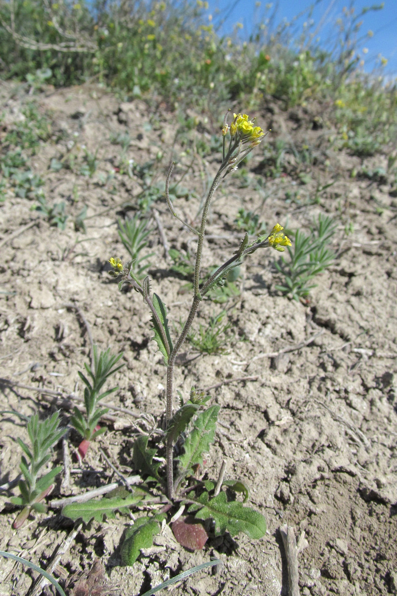 Изображение особи Arabidopsis pumila.