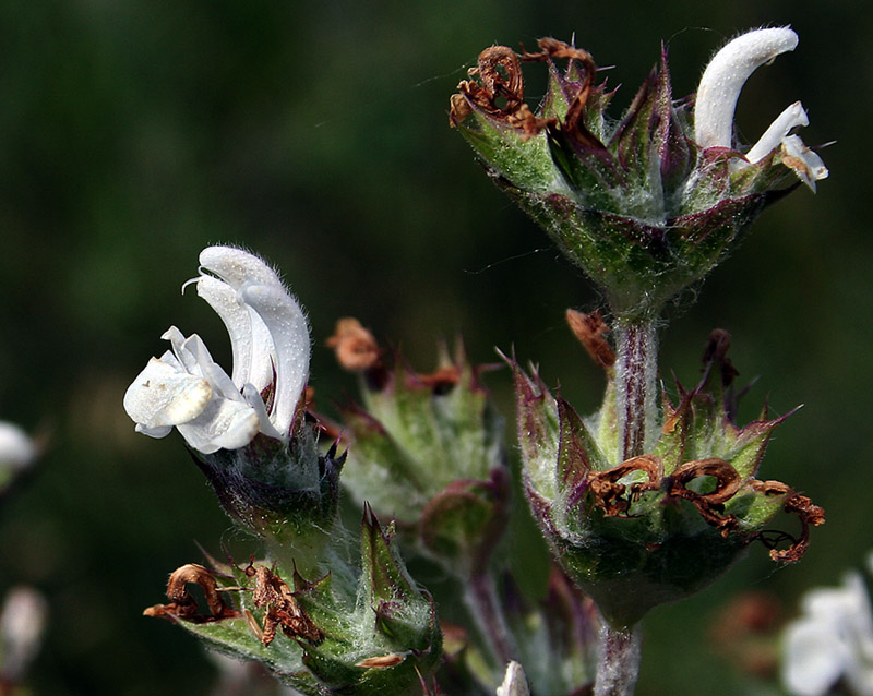 Изображение особи Salvia aethiopis.