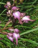 Himantoglossum formosum. Часть соцветия. Дагестан, Табасаранский р-н, 4 км к северо-востоку от с. Дарваг, поляна в дубовом лесу. 3 июня 2019 г.