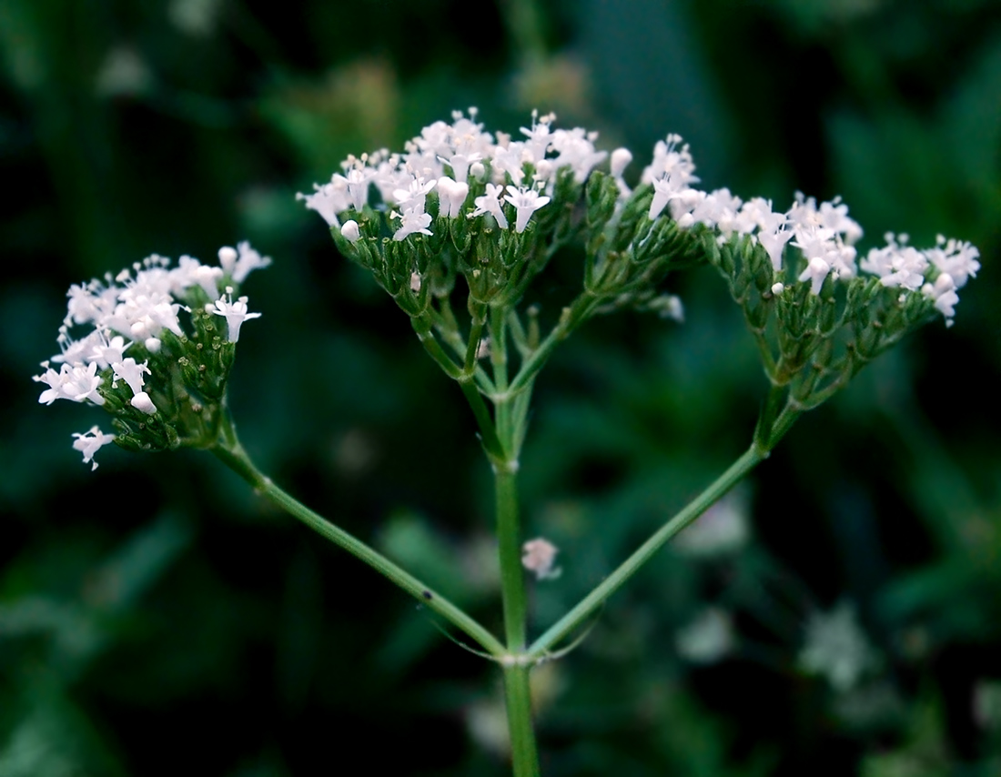 Image of Valeriana rossica specimen.