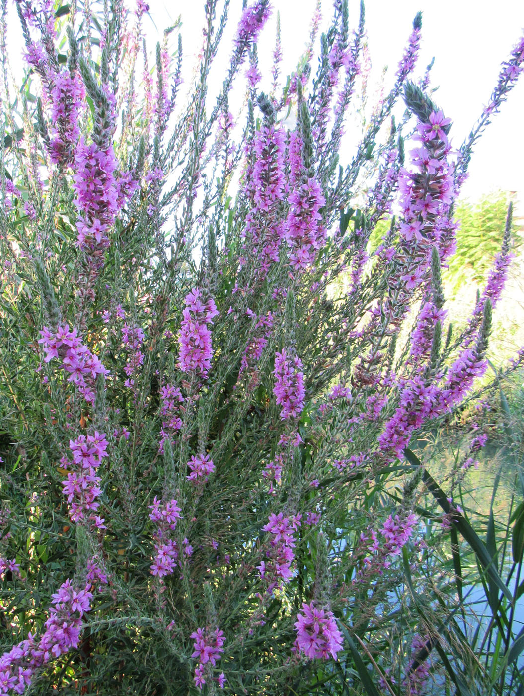 Image of Lythrum tomentosum specimen.