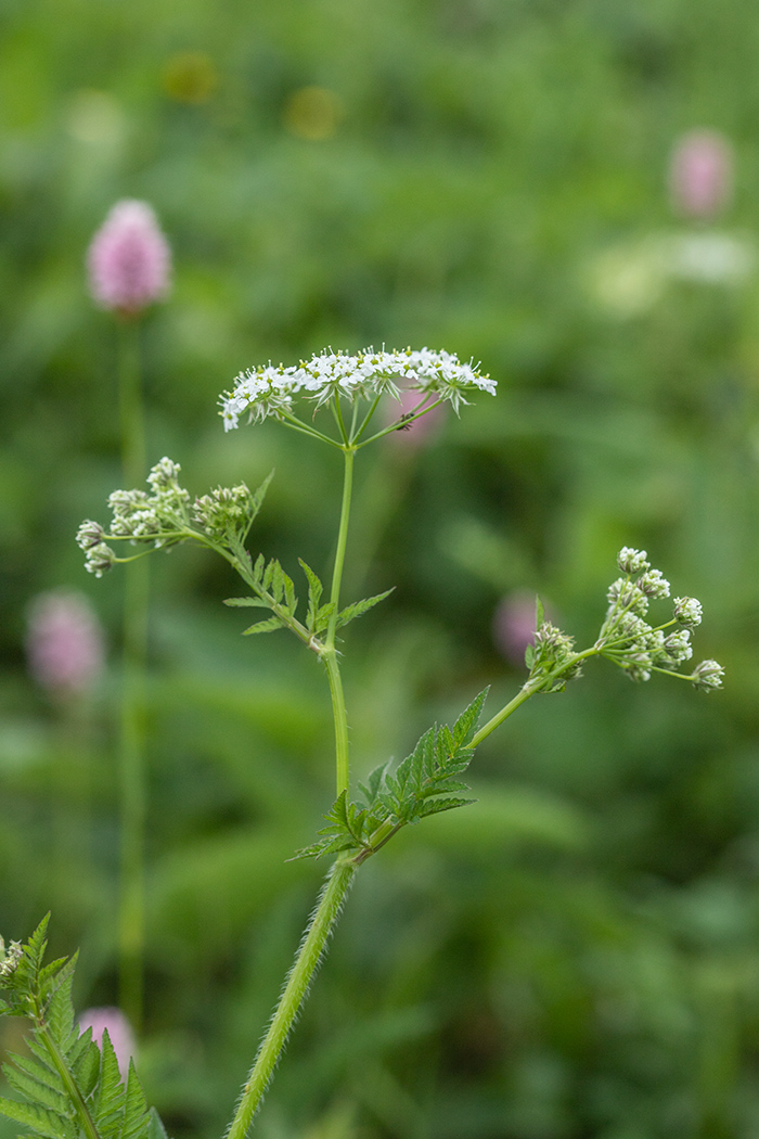 Image of Chaerophyllum aureum specimen.