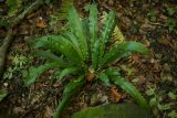 Смотреть изображение Phyllitis scolopendrium