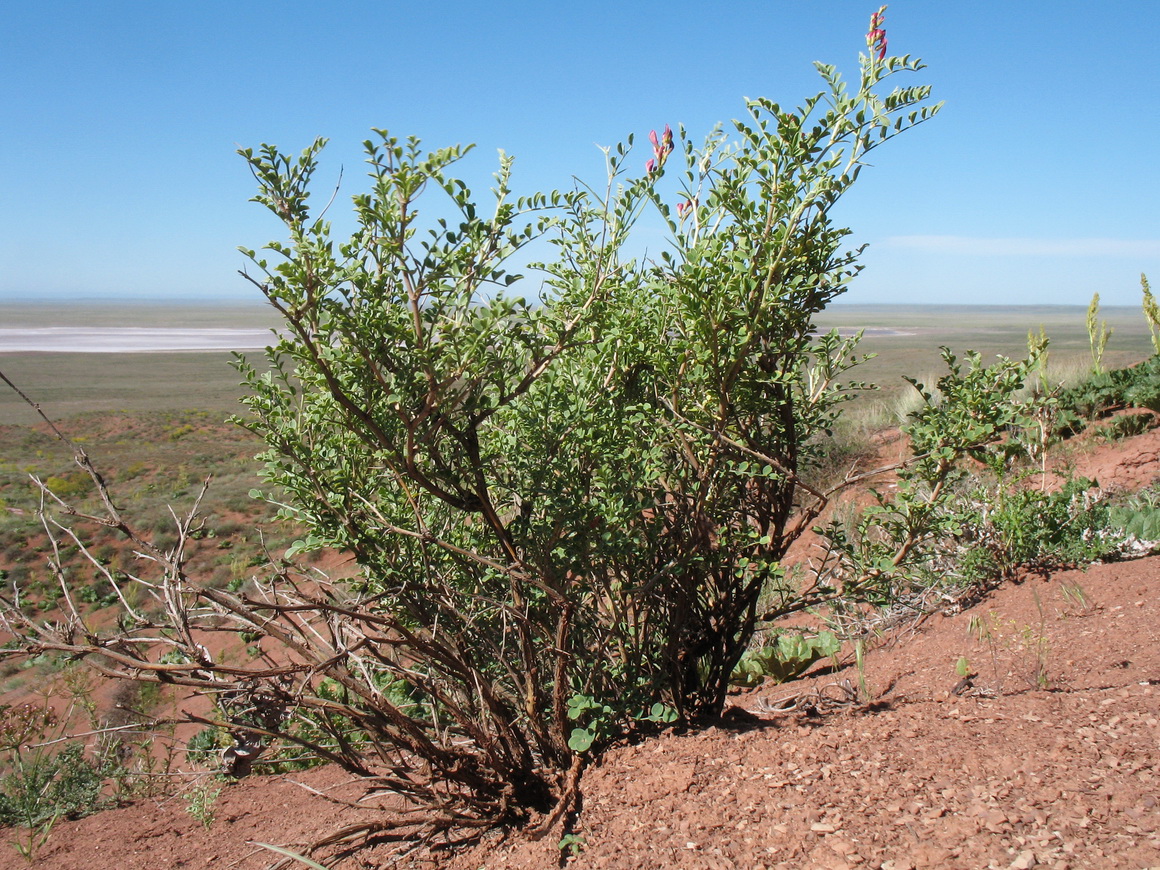 Image of Eversmannia subspinosa specimen.