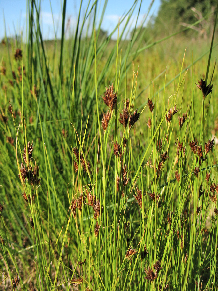 Image of Rhynchospora fusca specimen.