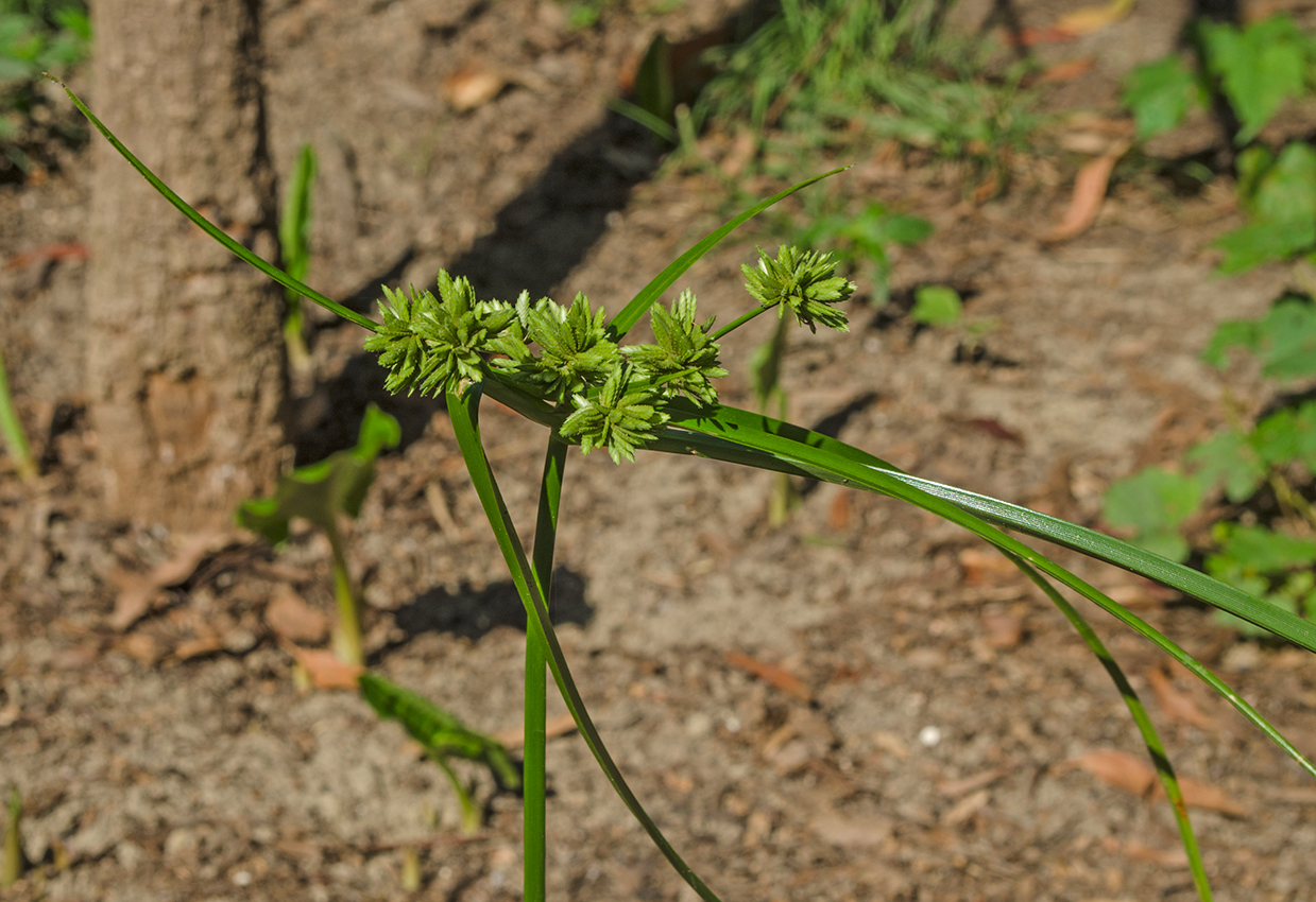 Изображение особи Cyperus eragrostis.