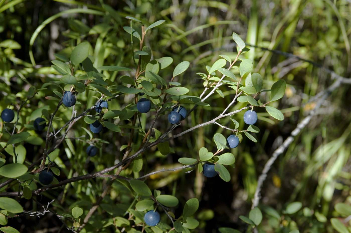 Image of Vaccinium uliginosum specimen.