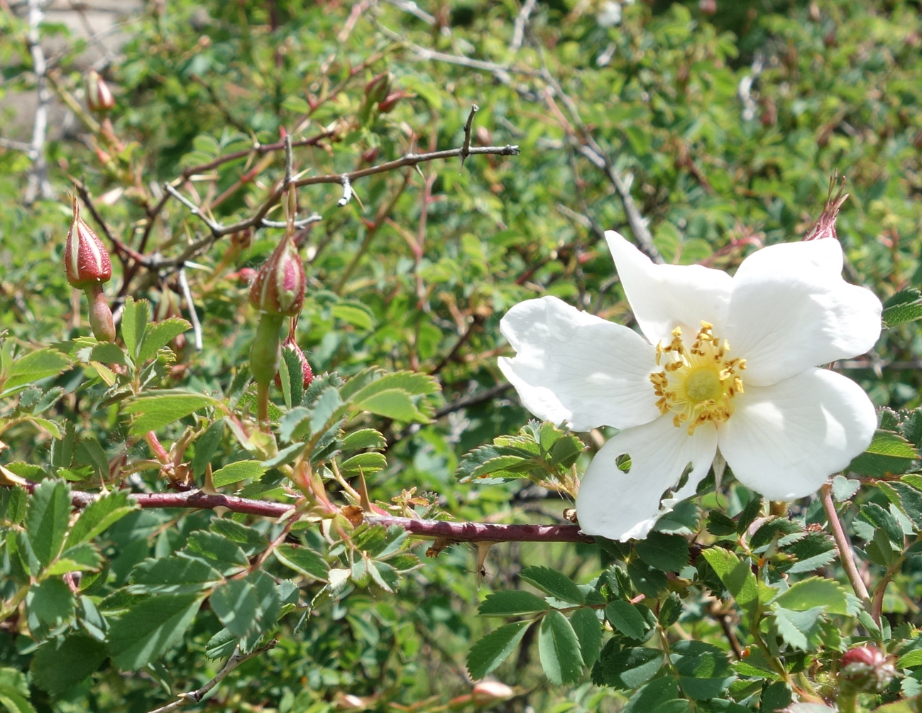 Image of Rosa alberti specimen.