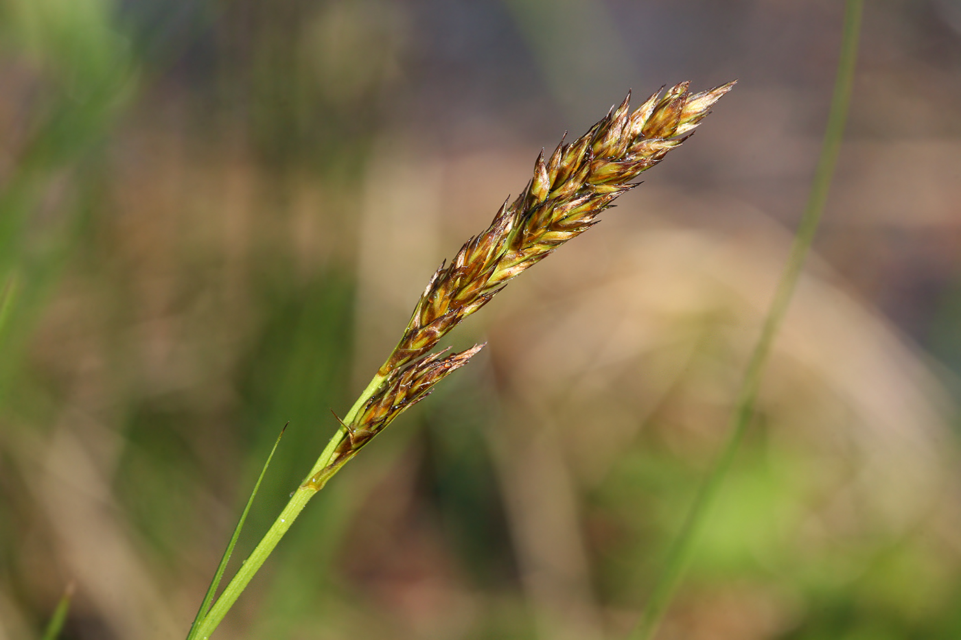 Image of Carex appropinquata specimen.