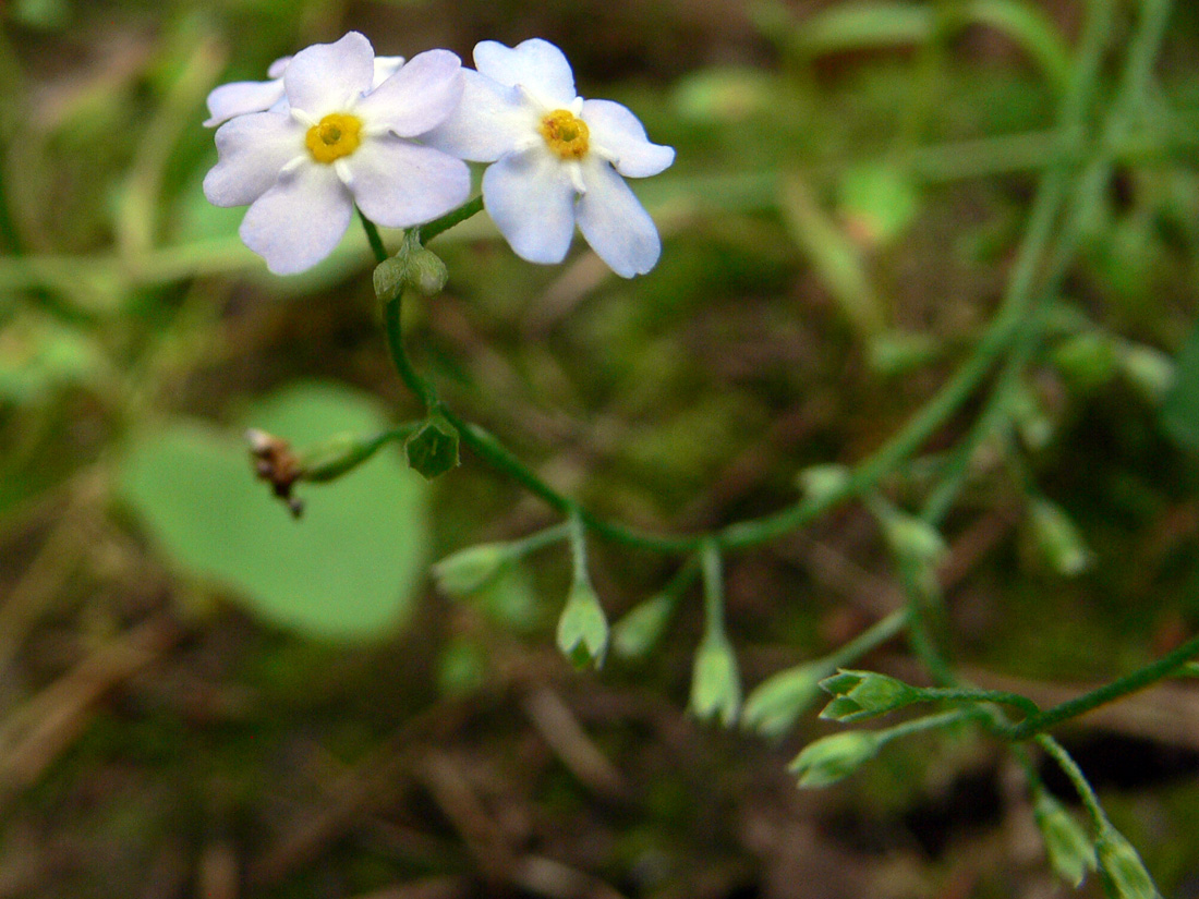 Изображение особи Myosotis palustris.