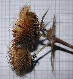 Cirsium vulgare