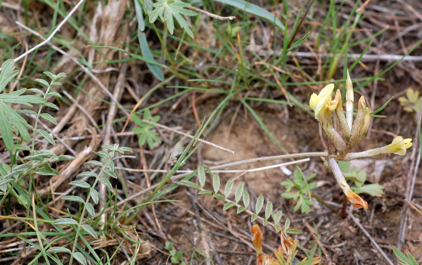 Image of Astragalus bossuensis specimen.