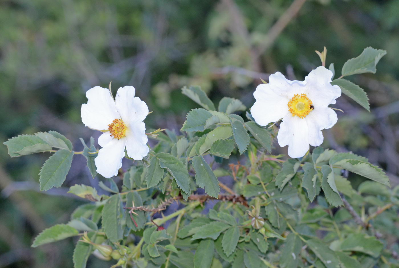 Image of genus Rosa specimen.