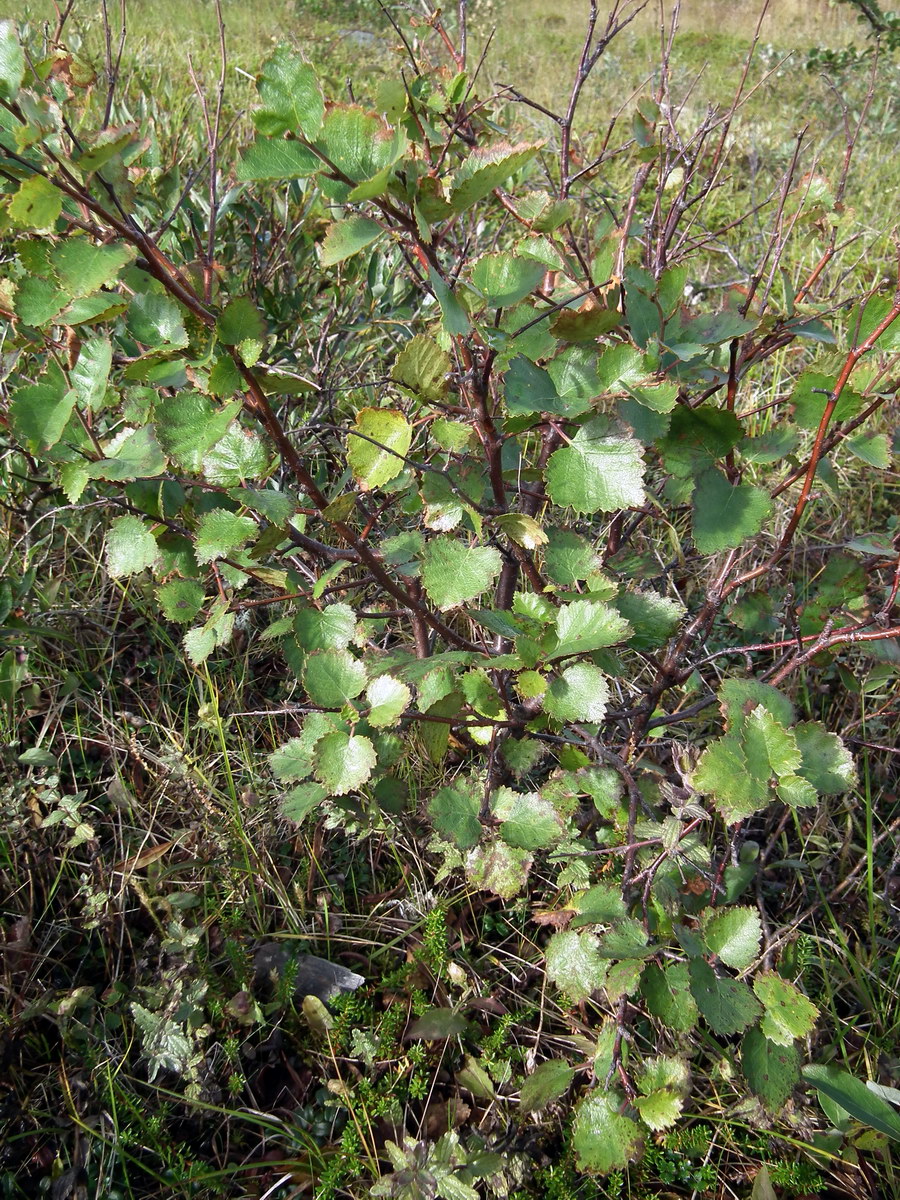 Image of Betula &times; kusmisscheffii specimen.