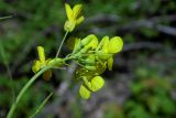 Brassica campestris