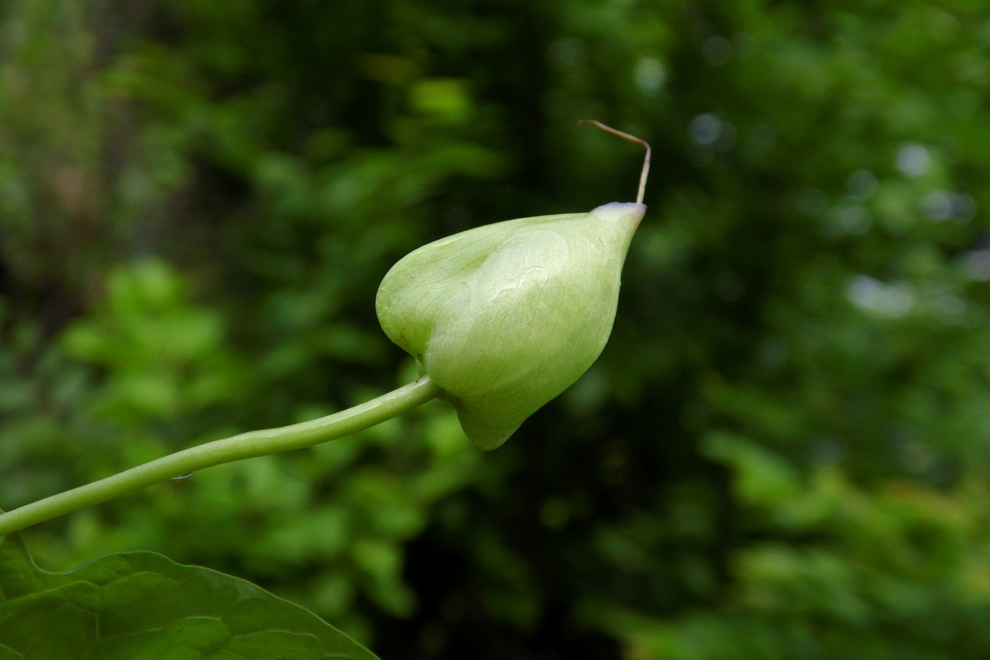 Image of Calystegia silvatica specimen.