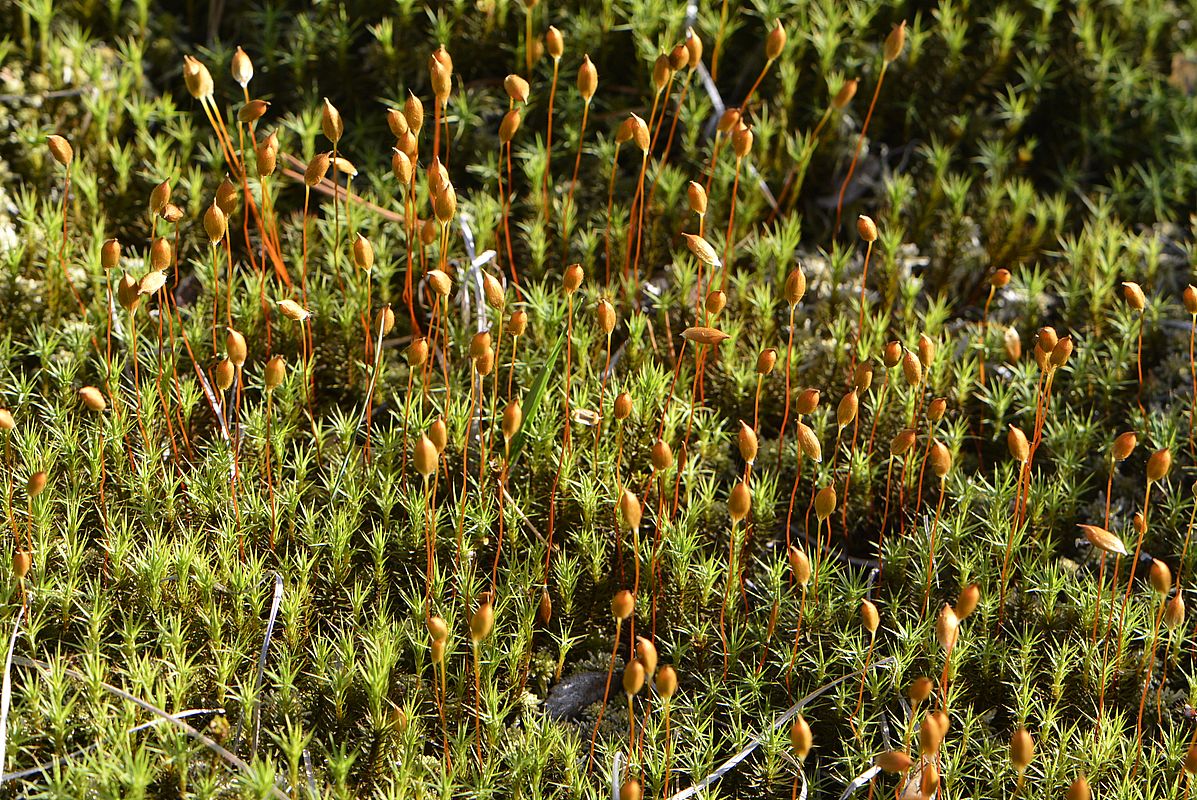 Image of genus Polytrichum specimen.