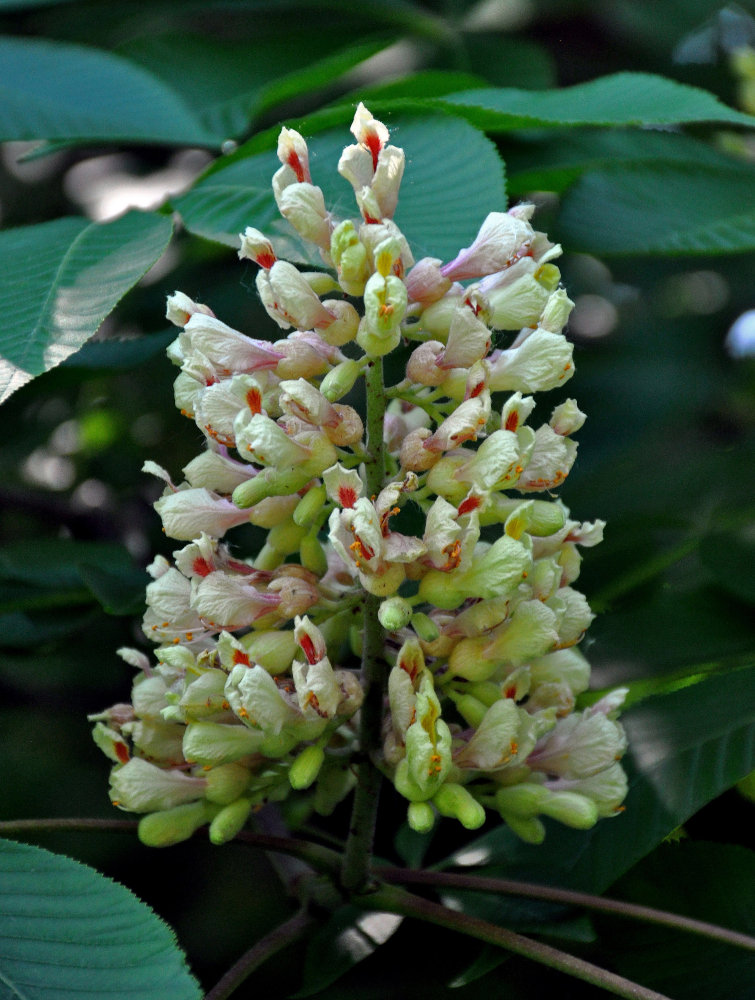 Изображение особи Aesculus flava.