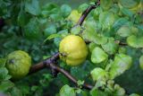 Chaenomeles japonica. Веточка с плодами в каплях дождя. Санкт-Петербург, Центральный р-н, Невский проспект, площадь Островского, озеленение. 06.09.2020.