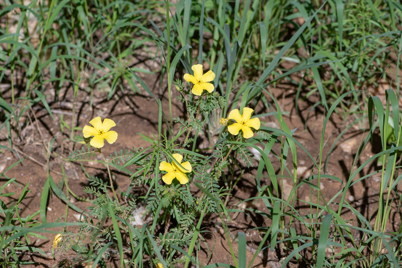 Image of Tribulus zeyheri specimen.