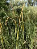 Typha laxmannii