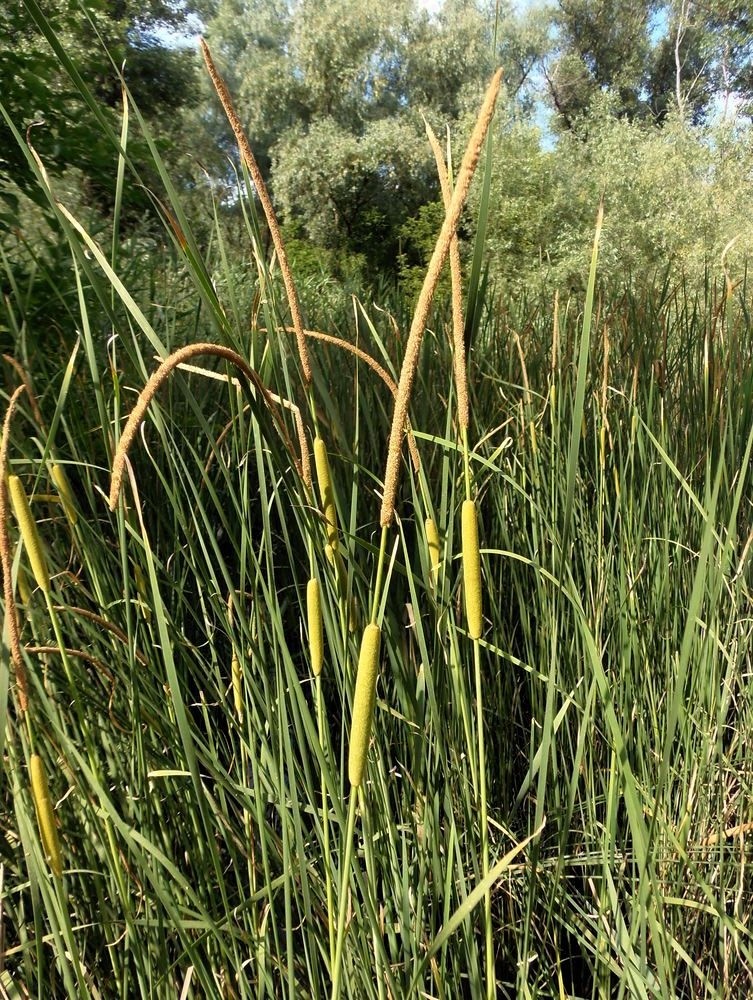 Image of Typha laxmannii specimen.