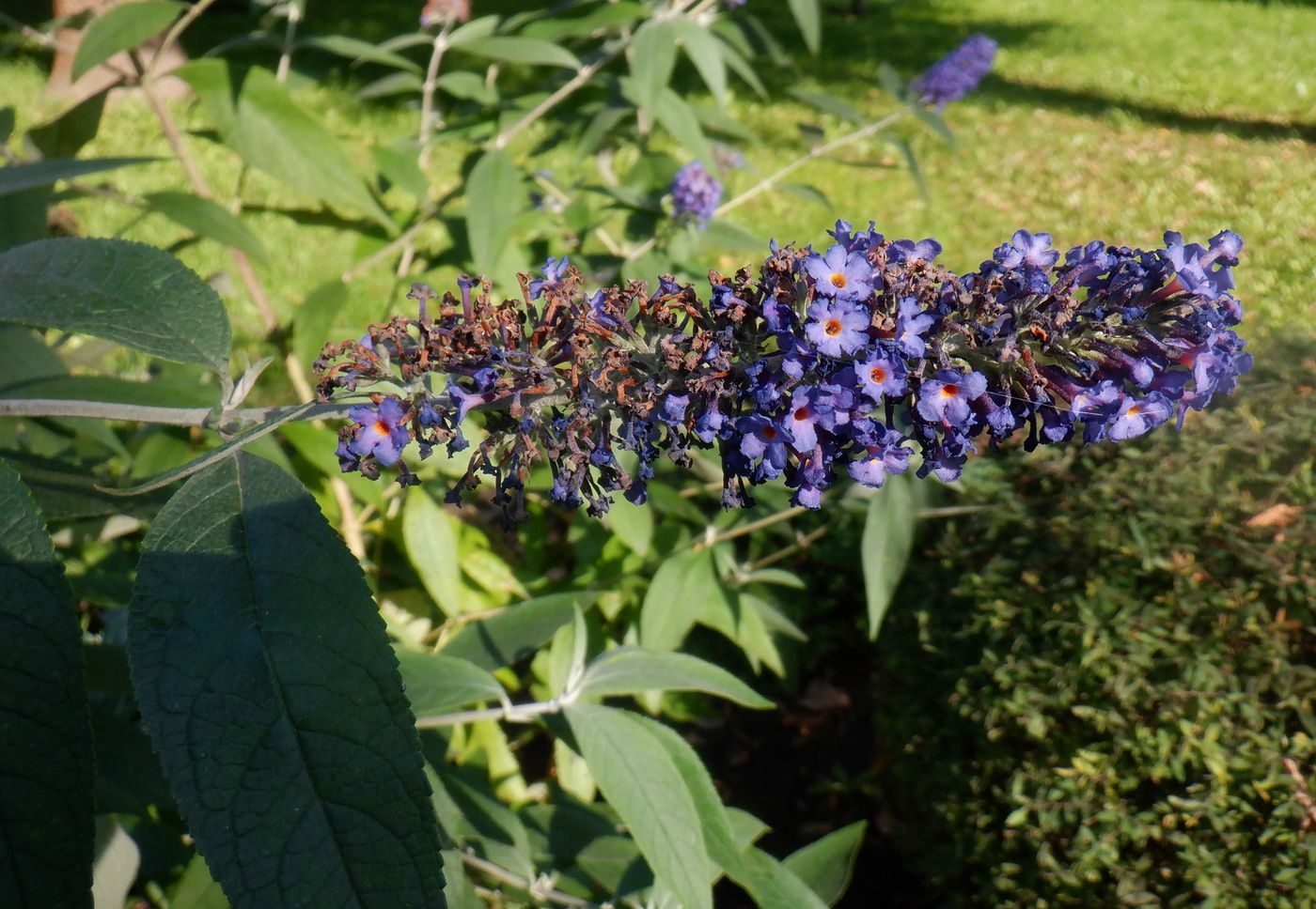 Изображение особи Buddleja davidii.