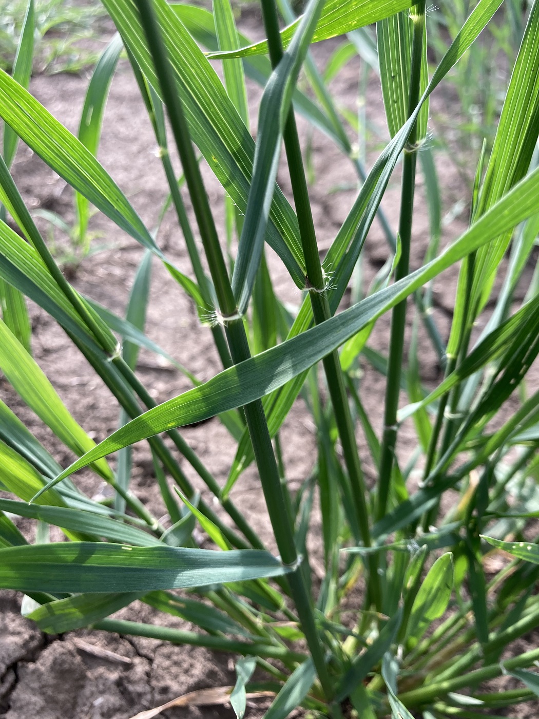 Изображение особи семейство Poaceae.