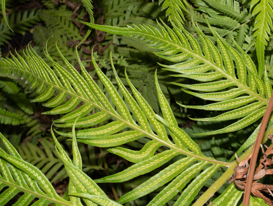 Image of Woodwardia prolifera specimen.