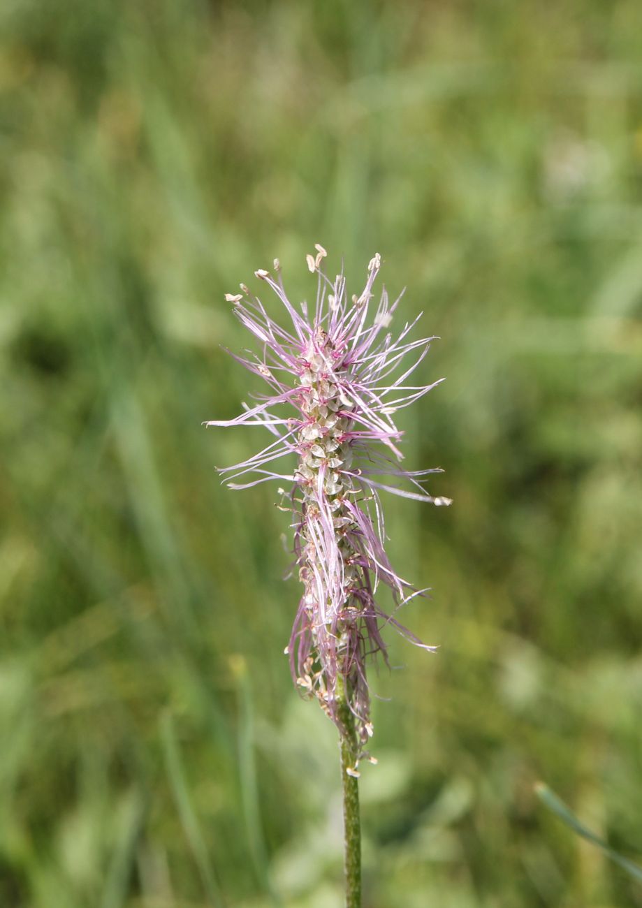 Изображение особи Plantago urvillei.