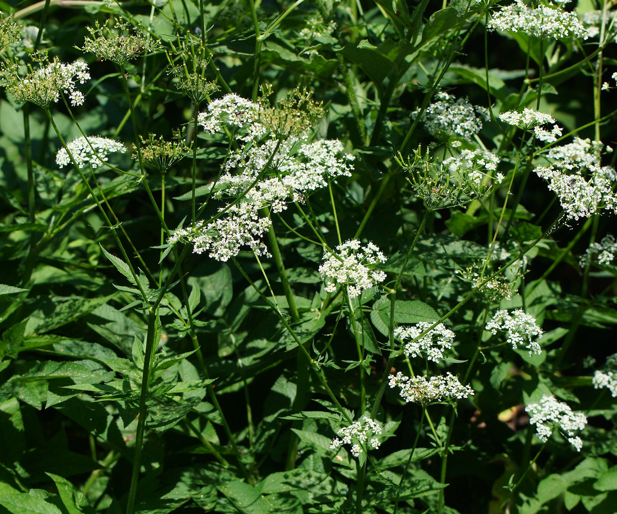 Image of Chaerophyllum aromaticum specimen.