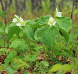 Trillium × komarovii. Цветущие растения. Приморский край, Хасанский р-н, окр. с. Кравцовка, бассейн р. Грязная, в дубовом лесу. 16.05.2022.