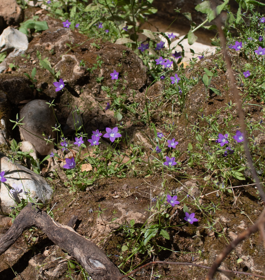 Image of Campanula sidoniensis specimen.