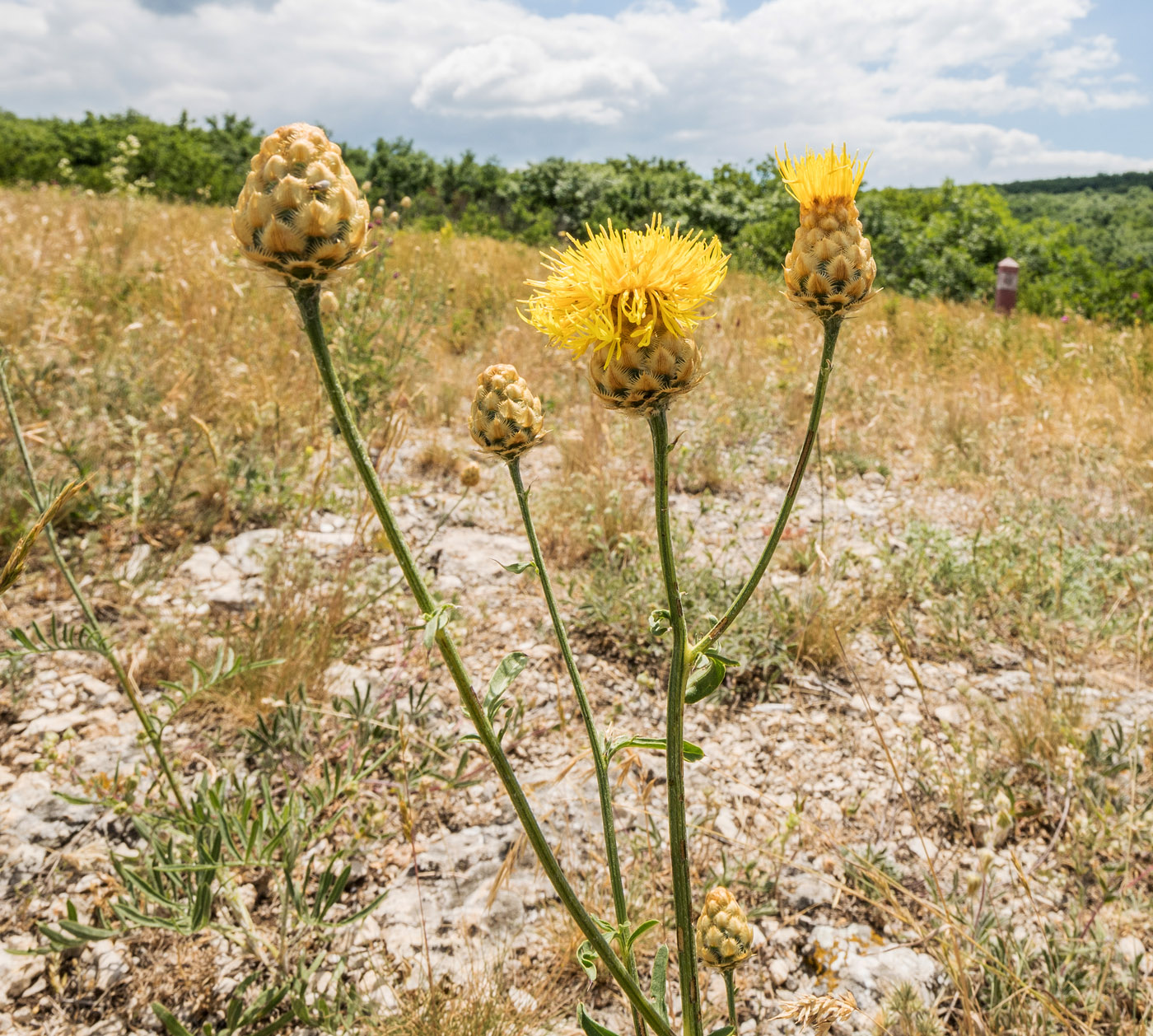 Image of Centaurea orientalis specimen.