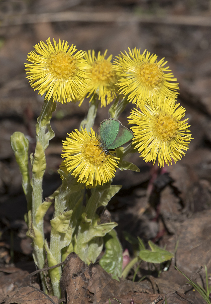 Изображение особи Tussilago farfara.