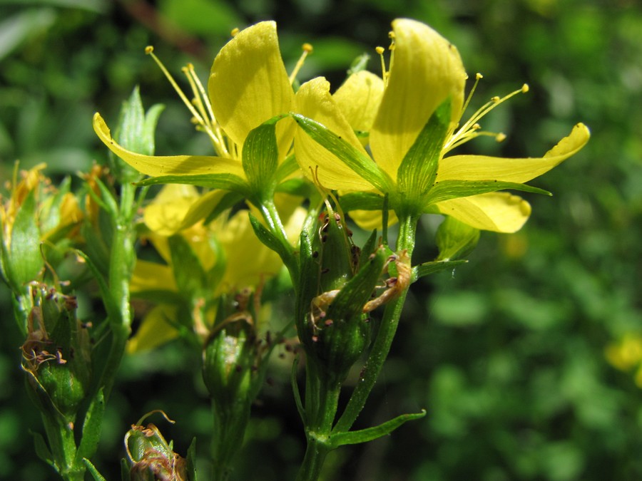 Image of Hypericum tetrapterum specimen.