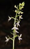 Platanthera bifolia. Соцветие. Дагестан, Табасаранский р-н, окр. с. Татиль, буковый лес. 23 мая 2022 г.