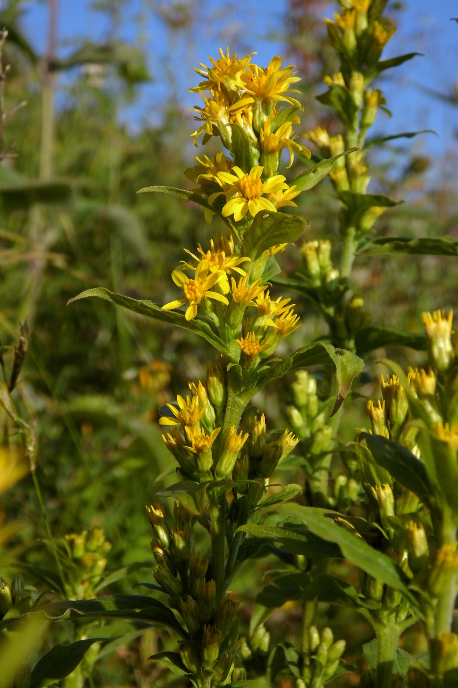 Изображение особи Solidago virgaurea.