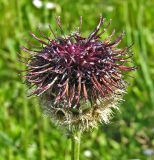 Смотреть изображение Centaurea calocephala