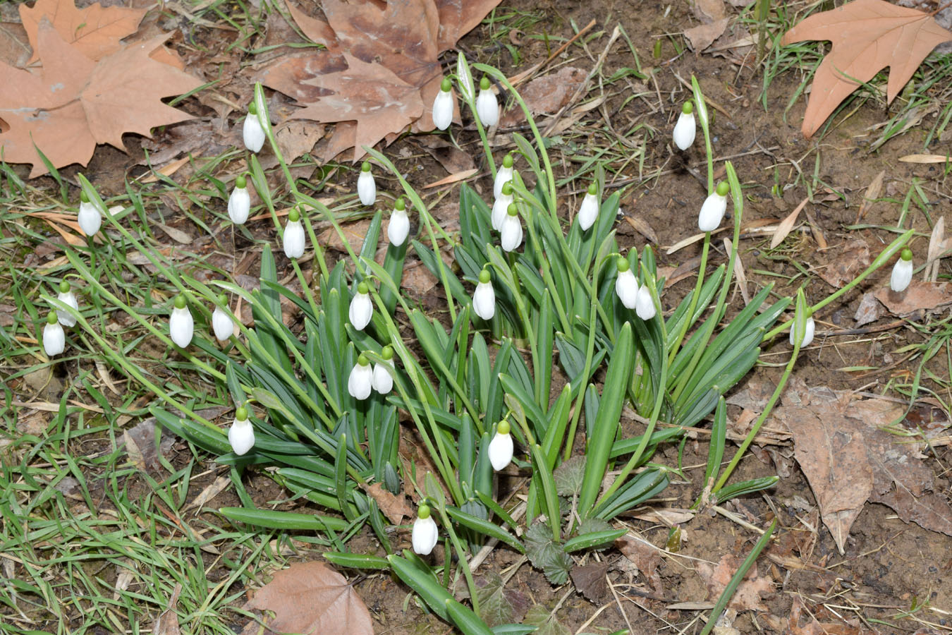 Image of Galanthus plicatus specimen.