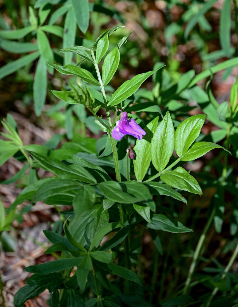 Изображение особи Lathyrus frolovii.