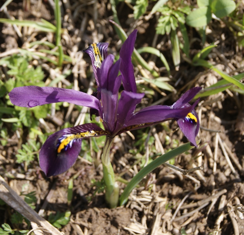 Image of Iridodictyum reticulatum specimen.