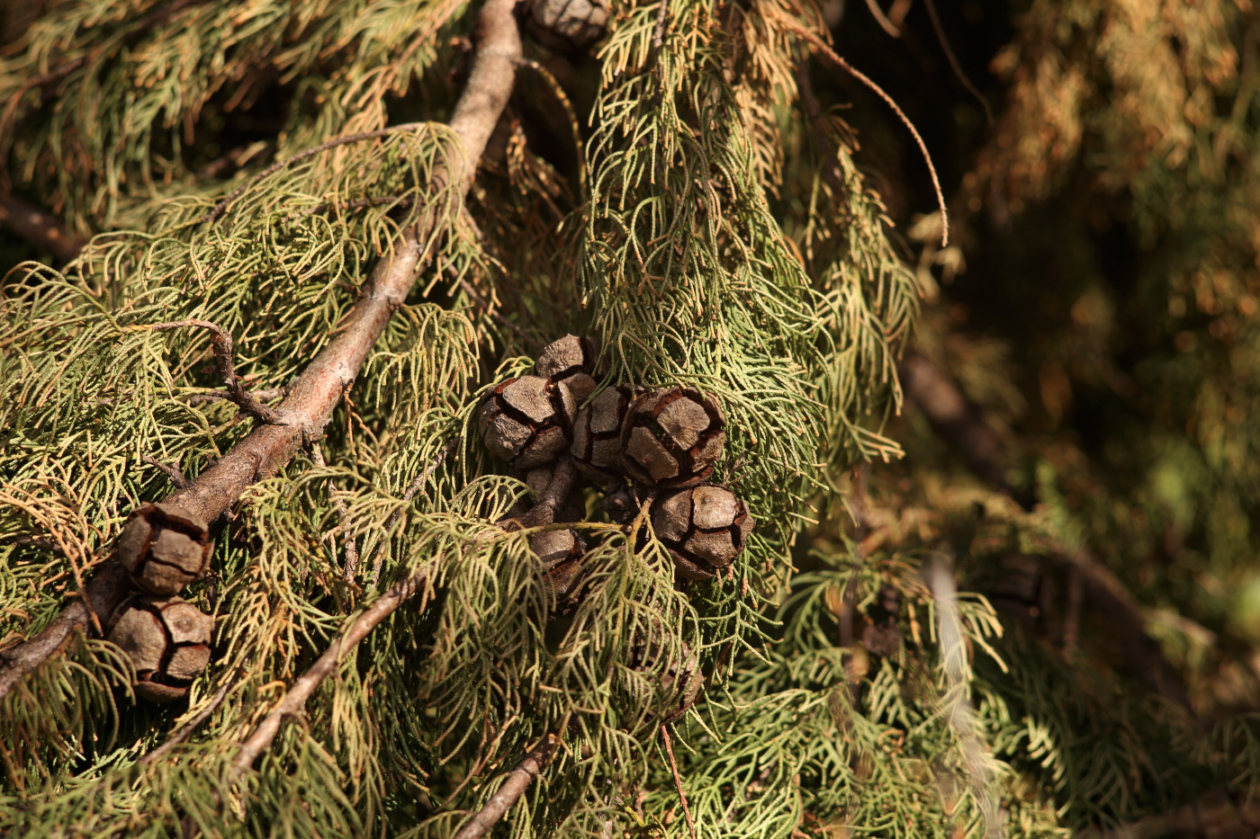 Image of Cupressus sempervirens specimen.