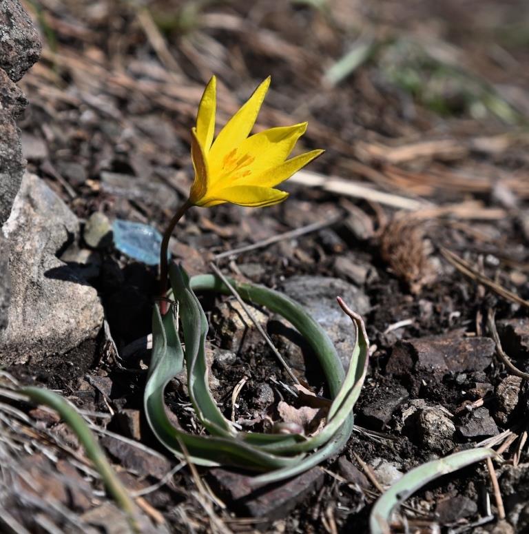 Изображение особи Tulipa heteropetala.