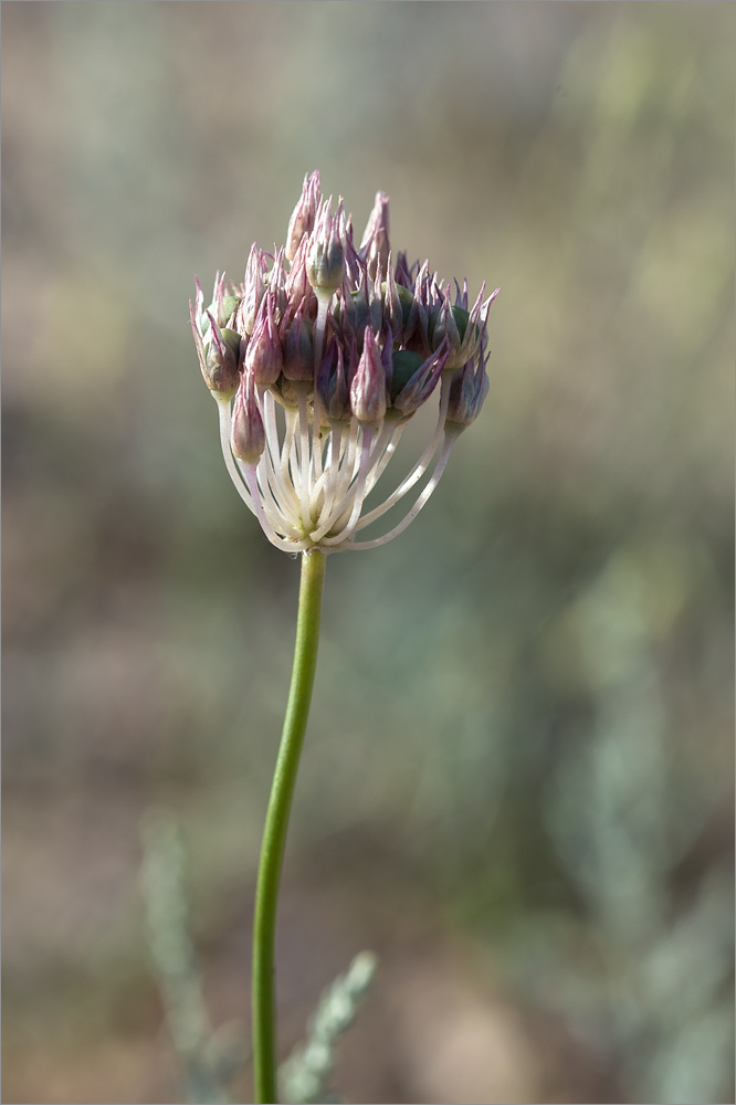 Image of genus Allium specimen.