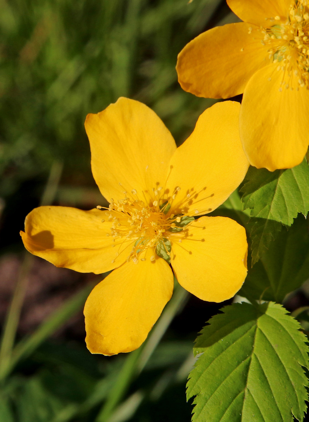 Изображение особи Kerria japonica.