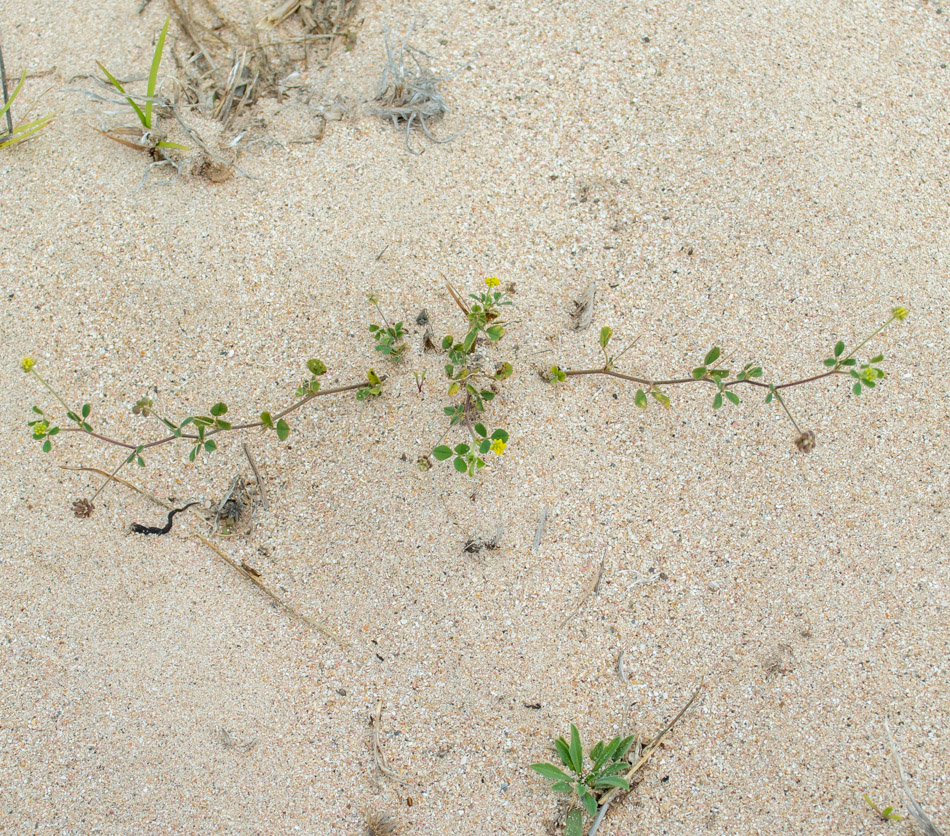 Изображение особи Medicago lupulina.