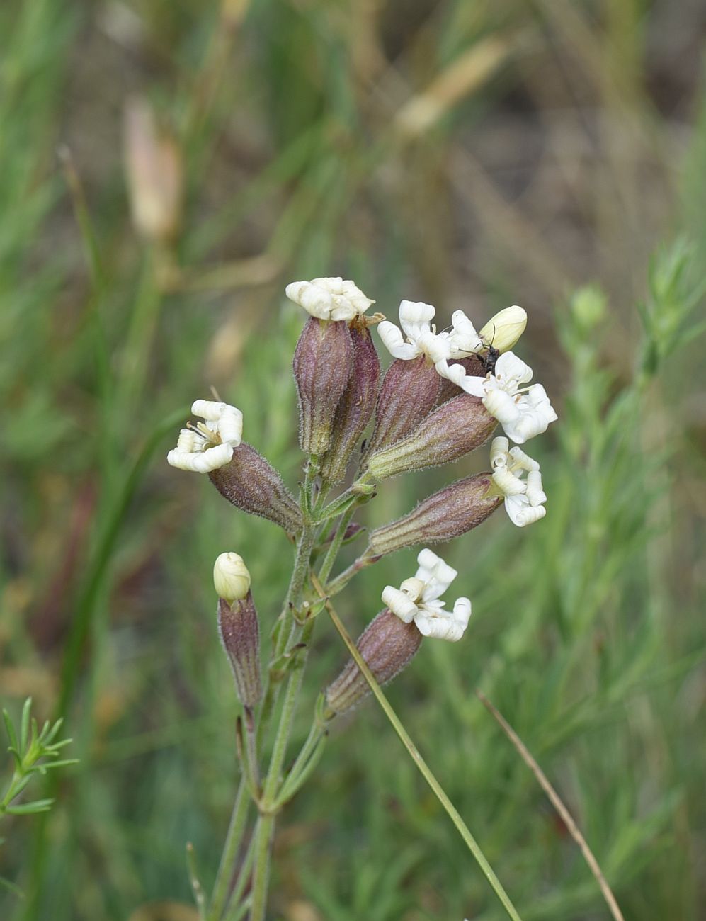 Image of Silene amoena specimen.