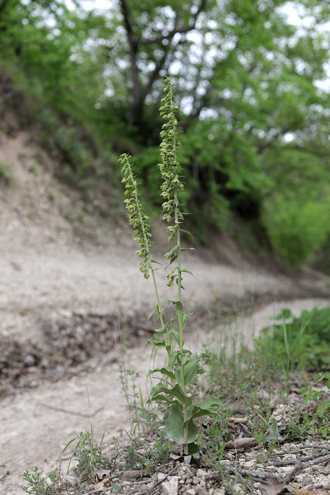 Изображение особи Epipactis helleborine.