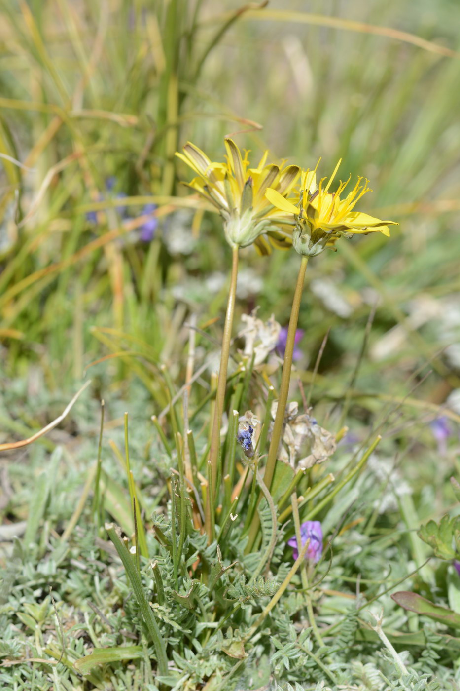 Image of genus Taraxacum specimen.